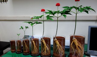 人參盆栽怎么養(yǎng) 人參盆栽如何養(yǎng)