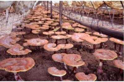 靈芝怎么種植 靈芝種植技術(shù)