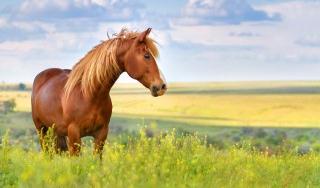 世界上最大的馬 世界上最大的馬是什么