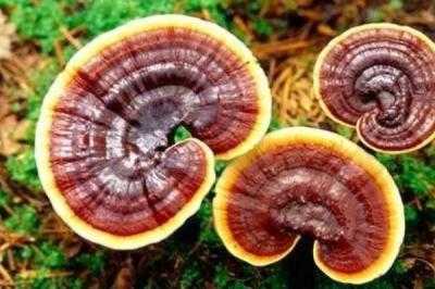 靈芝怎么種植 靈芝種植技術(shù)