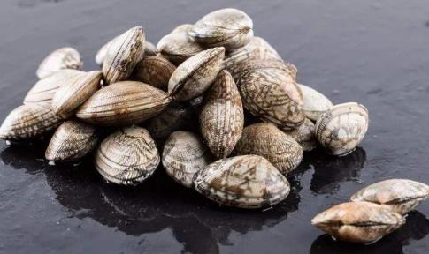 花蛤怎么保存一晚上（花蛤怎么保存既新鮮又不會壞）