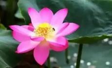 圓明園幸存的古蓮開花了，讓我們一起見證百年古蓮的煥然新生!