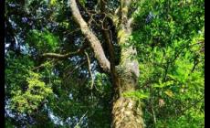 金絲楠木農(nóng)村叫什么樹