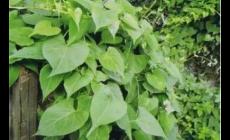 夜交藤別名叫什么 夜交藤的作用和功效