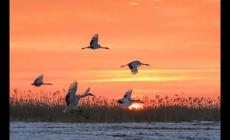 楊振宇的個人資料 楊振宇簡介