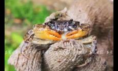 優秀!廣西一17歲少年發現新物種：卷肢華石蟹