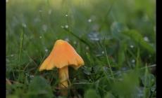 吃菌子了什么意思 女生說吃菌子了是什么意思