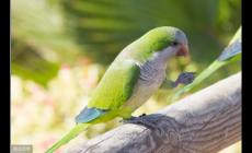 和尚鸚鵡什么顏色最貴