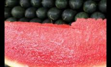 黑美人西瓜很紅有問題嗎,黑美人西瓜為什么不能吃