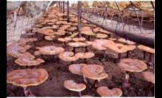 靈芝怎么種植？靈芝種植技術(shù)分享