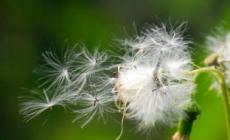 植物傳播種子的辦法 植物傳播種子的辦法分享