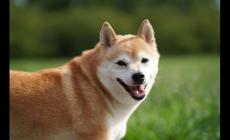 狗狗幫主人拿紙3入茅廁淡定轉身 故意的?!社交平臺引發熱議