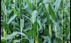 玉米什么時候打藥防蟲最好