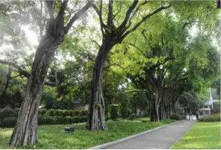 榕樹為何稱為鬼樹？養在家里風水好嗎？