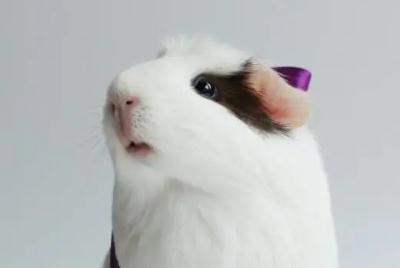 荷蘭豬為什么不能吃菠菜