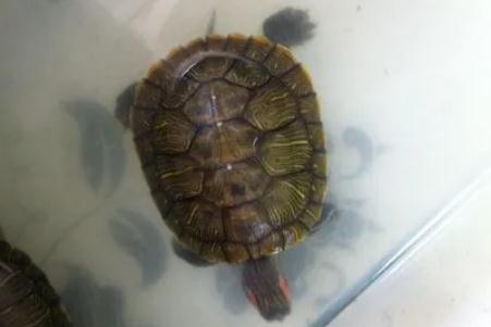 烏龜亞成體是什么意思(什么樣的烏龜算亞成體)