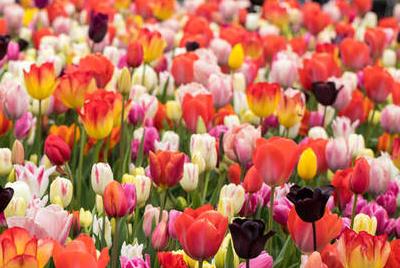 繁花似錦是什么意思？