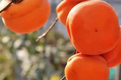 未成熟的柿子吃了為什么會澀口 柿子未成熟的時候吃起來會很澀