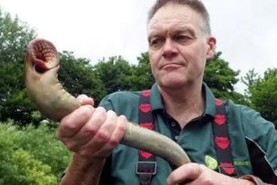 七鰓鰻魚會咬人嗎(七鰓鰻咬人嗎)