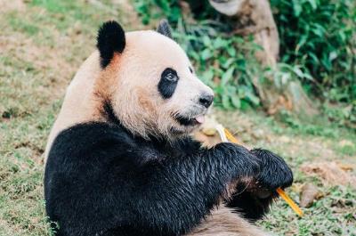 丫丫是什么動物，丫丫是什么動物呢?