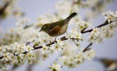 驚蟄哪些動(dòng)物蘇醒 驚蟄什么動(dòng)物蘇醒