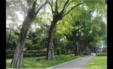 榕樹為何稱為鬼樹？養在家里風水好嗎？