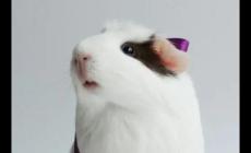 荷蘭豬為什么不能吃菠菜