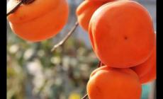 樹上結了四十四個澀柿子繞口令 柿子未成熟的時候吃起來會很澀