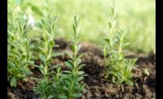 薰衣草的幼苗是什么樣子（薰衣草的幼苗長什么樣子）