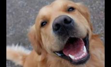 訕笑的讀音 訕笑是什么意思