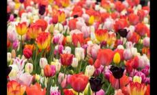 繁花似錦是什么意思