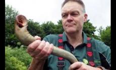 七鰓鰻魚會咬人嗎（七鰓鰻咬人嗎）