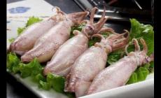 海洋中的魷魚是魚嗎？并不是，魷魚屬于軟體動物