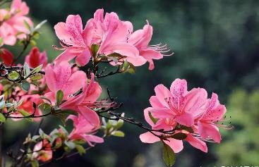 描寫杜鵑花的優美句子