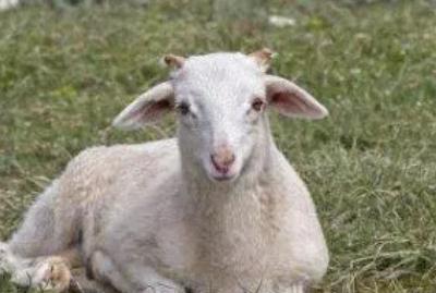 羊用什么來辨味？羊用什么辨別味道？