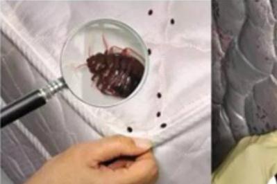 床墊上發現臭蟲