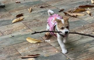 猛男撿樹枝是什么梗