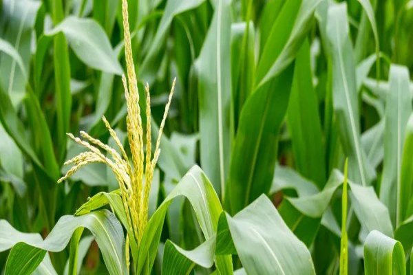 玉米什么時候傳入中國 .jpg 玉米什么時候傳入中國 .jpg