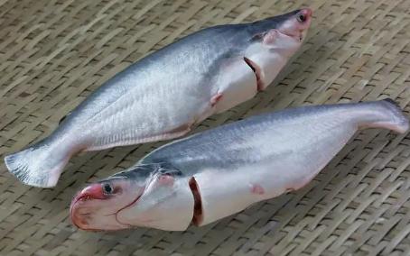 巴沙魚很臟對人體危害很大是真的嗎