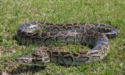 中國最大一條蛇多大?有記錄的
