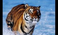 虎進門必傷人傷的是誰？具體是什么？