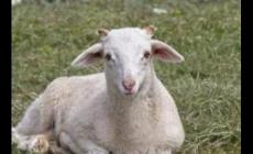 羊用什么來辨味？羊用什么辨別味道？