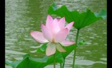 荷花的寓意象征是什么意思 荷花花語(yǔ)大全