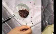 家里有臭蟲是什么原因引起的？應該怎么辦？