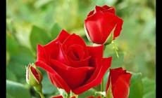 英國國花是什么花 英國國花是什么花名字