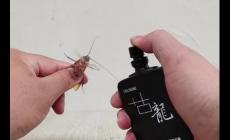 蟑螂怕香水味嗎？蟑螂怕香水嘛？蟑螂怕什么