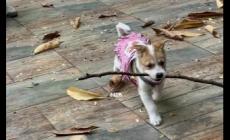 猛男撿樹枝是什么梗