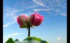 并蒂蓮的象征意義是什么