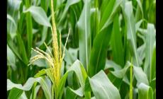 玉米什么時(shí)候傳入中國(guó)的 玉米原產(chǎn)地在哪