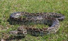 中國最大一條蛇多大？有記錄的